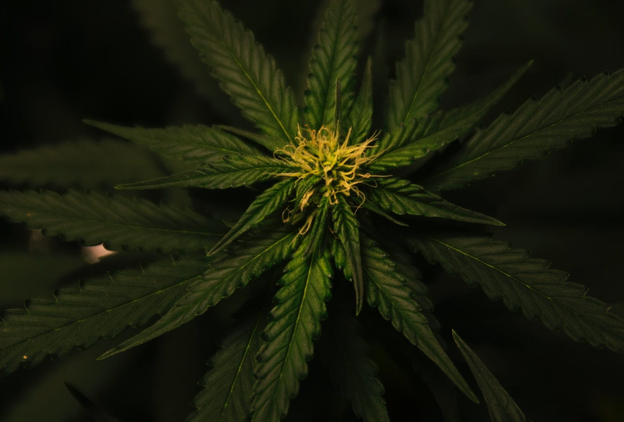 Weed Barrier Fabric: Your Ultimate Weed Control Solution